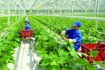 Tuyển dụng 10 TTS ngành Nông nghiệp trồng trọt làm việc tại Nhật Bản